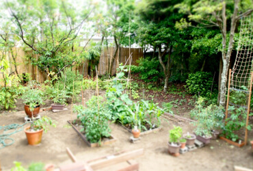 家庭菜園2